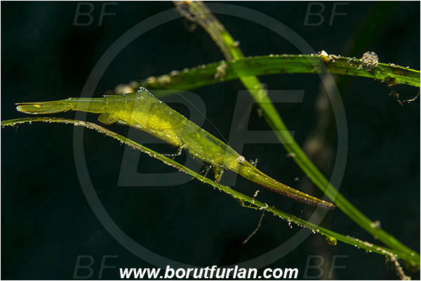 Teluk Cendrawasih, Papua, Indonesia, Tozeuma sp., Tozeuma, Hippolytidae, Decapoda, Green Sawblade Shrimp, Shrimp, Crustacea, Crustacean