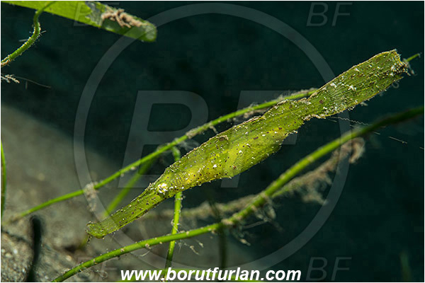 Teluk Cendrawasih, Papua, Indonesia, Solenostomus cyanopterus, Solenostomus, Solenostomidae, Robust Ghost Pipefish, Fish