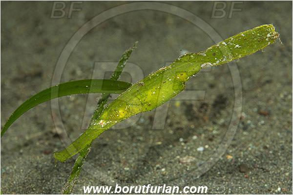 Teluk Cendrawasih, Papua, Indonesia, Solenostomus cyanopterus, Solenostomus, Solenostomidae, Robust Ghost Pipefish, Fish