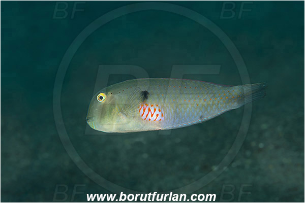 Teluk Cendrawasih, Papua, Indonesia, Iniistius pentadactylus, Iniistius, Labridae, Fivefinger wrasse, Fivefinger razorfish, Razorfish, Wrasse, Fish