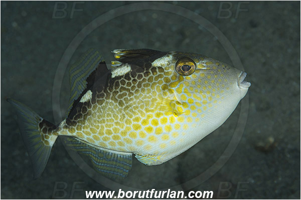 Teluk Cendrawasih, Papua, Indonesia, Abalistes stellaris, Abalistes sp., Balistidae, Starry Triggerfish, Triggerfish, Fish