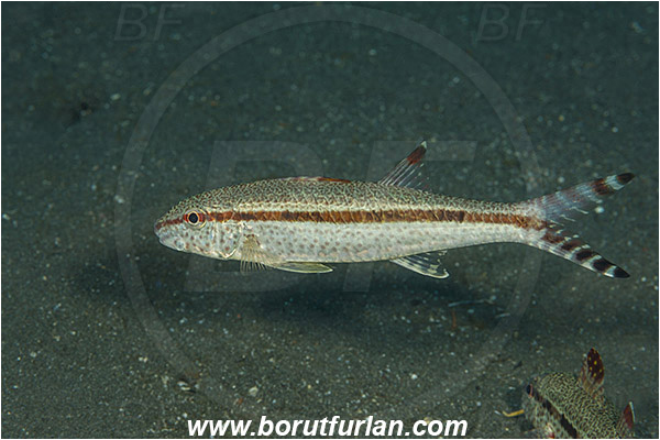 Teluk Cendrawasih, Papua, Indonesia, Upeneus tragula, Upeneus, Mullidae, Freckled goatfish, Goatfish, Fish
