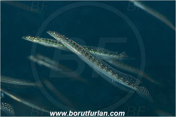 Teluk Cendrawasih, Papua, Indonesia, Trichonotus elegans, Trichonotus, Trichonotidae, Long-rayed sanddiver, Sanddiver, Fish