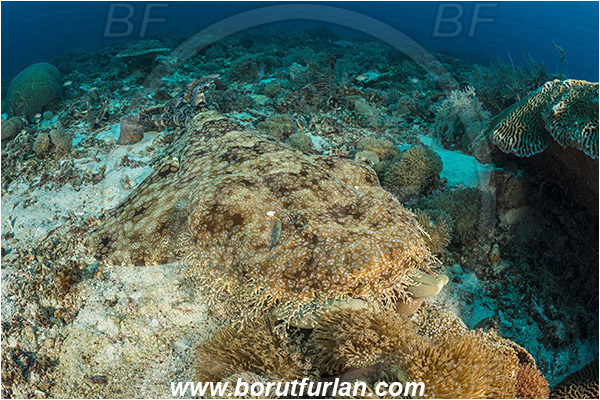 Raja Ampat, Papua, Indonesia, Eucrossorhinus dasypogon, Eucrossorhinus, Orectolobidae, Elasmobranchii, Tasselled wobbegong, Shark, Fish, Reef