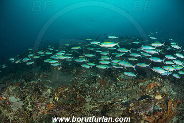 Raja Ampat, Papua, Indonesia, Pterocaesio marri, Pterocaesio, Caesionidae, Marr