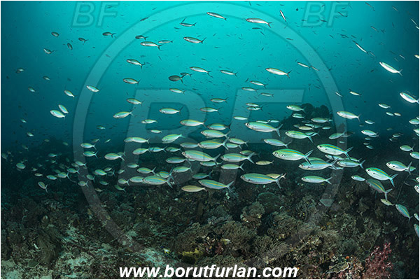 Raja Ampat, Papua, Indonesia, Pterocaesio marri, Pterocaesio, Caesionidae, Marr