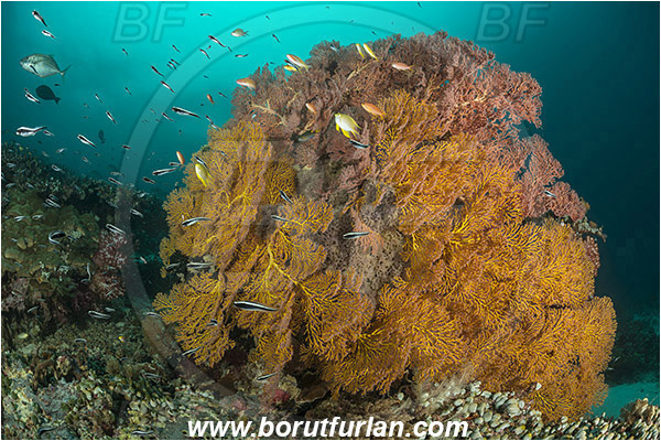 Raja Ampat, Papua, Indonesia, Melithaea sp., Melithaea, Melithaeidae, Sea fan, Coral, Cnidaria, Cnidarian, Reef