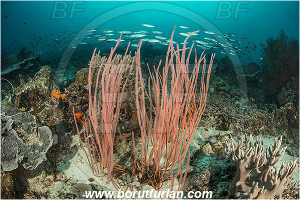 Raja Ampat, Papua, Indonesia, Ellisella sp., Ellisella, Ellisellidae, Anthozoa, Cnidaria, Cnidarian, Sea whip, Whip coral, Coral, Pterocaesio marri, Pterocaesio, Caesionidae, Marr