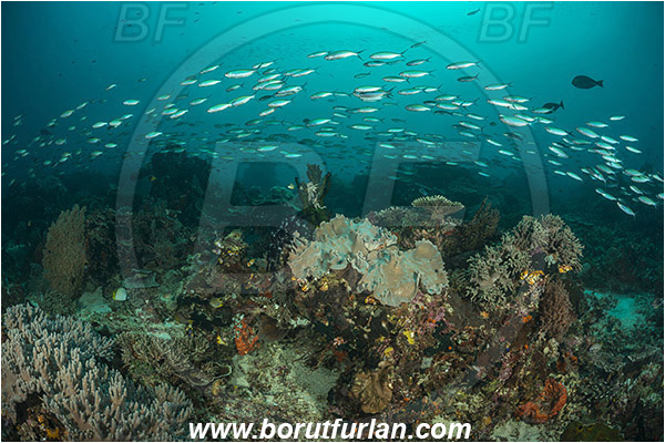 Raja Ampat, Papua, Indonesia, Pterocaesio marri, Pterocaesio, Caesionidae, Marr