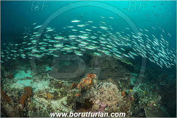 Raja Ampat, Papua, Indonesia, Pterocaesio marri, Pterocaesio, Caesionidae, Marr