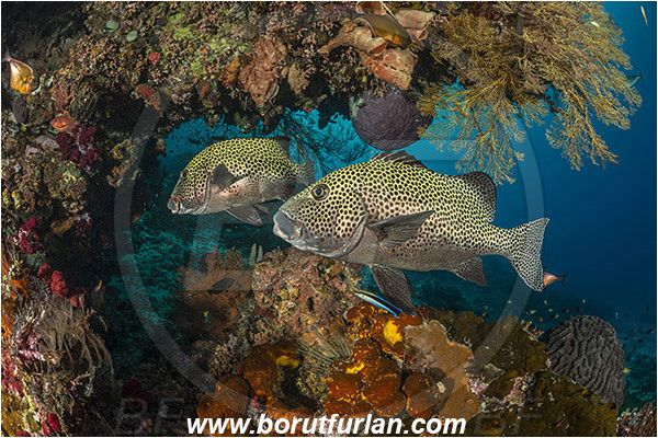 Raja Ampat, Papua, Indonesia, Plectorhinchus chaetodonoides, Plectorhinchus, Haemulidae, Harlequin sweetlips, Sweetlips, Fish, Reef