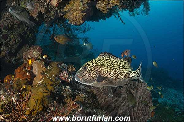 Raja Ampat, Papua, Indonesia, Plectorhinchus chaetodonoides, Plectorhinchus, Haemulidae, Harlequin sweetlips, Sweetlips, Fish, Reef