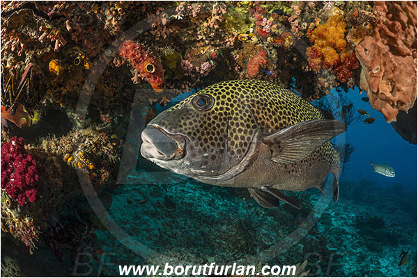 Raja Ampat, Papua, Indonesia, Plectorhinchus chaetodonoides, Plectorhinchus, Haemulidae, Harlequin sweetlips, Sweetlips, Fish, Reef