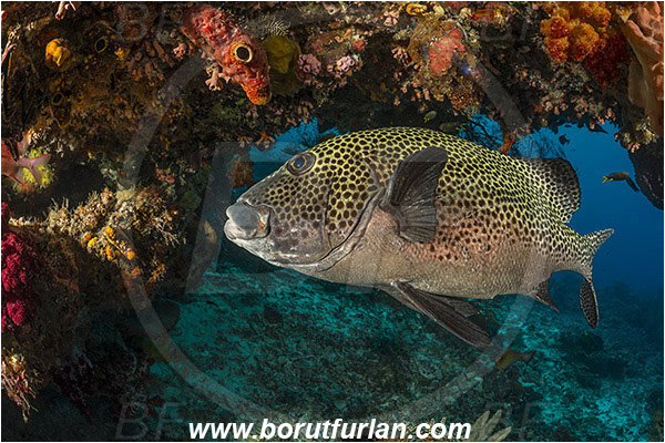 Raja Ampat, Papua, Indonesia, Plectorhinchus chaetodonoides, Plectorhinchus, Haemulidae, Harlequin sweetlips, Sweetlips, Fish, Reef