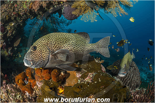 Raja Ampat, Papua, Indonesia, Plectorhinchus chaetodonoides, Plectorhinchus, Haemulidae, Harlequin sweetlips, Sweetlips, Fish, Reef
