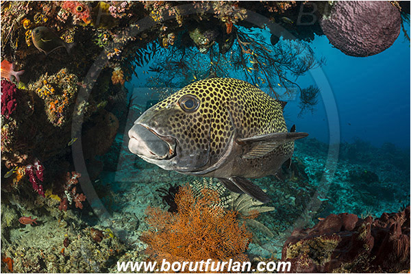 Raja Ampat, Papua, Indonesia, Plectorhinchus chaetodonoides, Plectorhinchus, Haemulidae, Harlequin sweetlips, Sweetlips, Fish, Reef