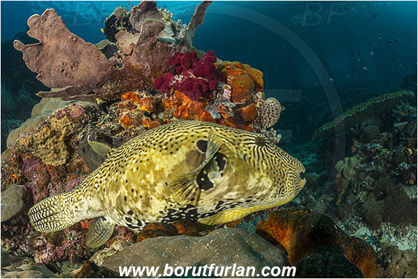 Raja Ampat, Papua, Indonesia, Arothron mappa, Arothron, Tetraodontidae, Map puffer, Puffer, Fish, Reef