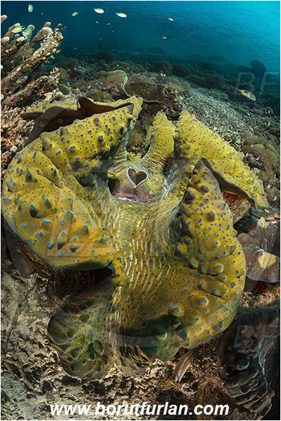 Raja Ampat, Papua, Indonesia, Tridacna gigas, Tridacna, Cardiidae, Bivalvia, Mollusca, Mollusc, Giant clam, Shell, Reef