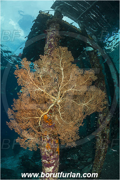 Raja Ampat, Papua, Indonesia, Acabaria sp., Acabaria, Melithaeidae, Sea fan, Anthozoa, Cnidaria, Cnidarian, Pier, Wooden pillar