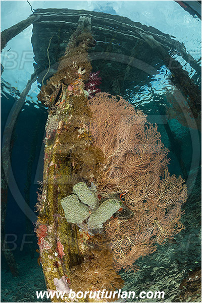 Raja Ampat, Papua, Indonesia, Acabaria sp., Acabaria, Melithaeidae, Sea fan, Anthozoa, Cnidaria, Cnidarian, Pier, Wooden pillar