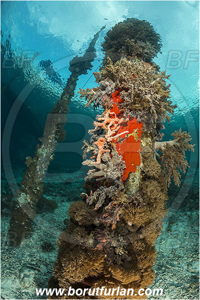 Raja Ampat, Papua, Indonesia, Xenia sp., Xenia, Xeniidae, Pulse coral, Pulsing coral, Soft coral, Coral, Cnidaria, Cnidarian, Pier, Wooden pillar