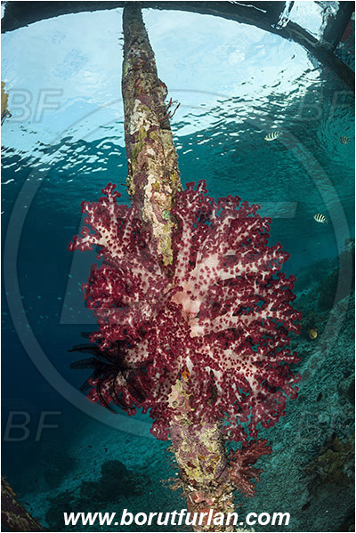 Raja Ampat, Papua, Indonesia, Dendronephthya sp., Dendronephthya, Nephtheidae, Soft coral, Coral, Anthozoa, Cnidaria, Cnidarian, Pier, Wooden pillar