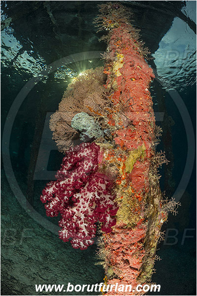 Raja Ampat, Papua, Indonesia, Dendronephthya sp., Dendronephthya, Nephtheidae, Soft coral, Coral, Anthozoa, Cnidaria, Cnidarian, Pier, Wooden pillar