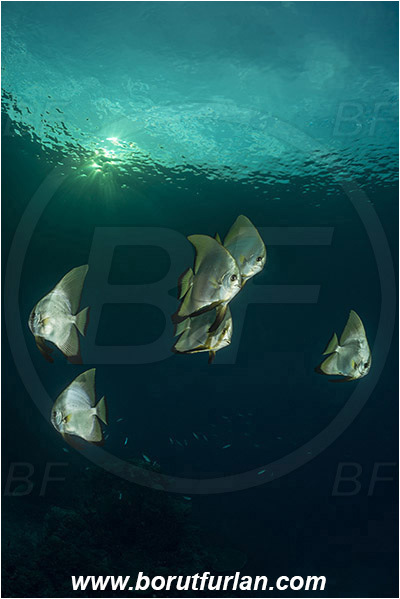 Raja Ampat, Papua, Indonesia, Platax sp., Platax, Ephippidae, Batfish, Fish, Juvenile