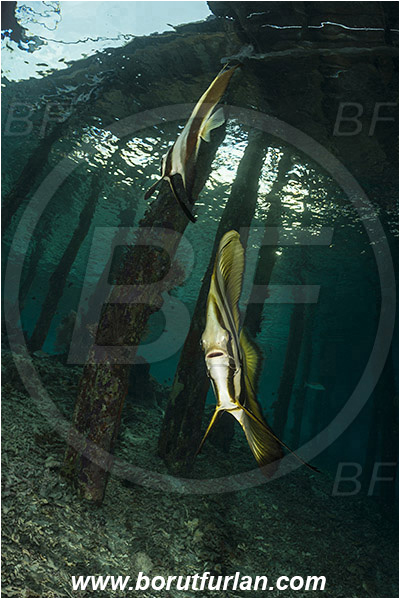 Raja Ampat, Papua, Indonesia, Pier, Wooden pillar, Platax sp., Platax, Ephippidae, Batfish, Fish, Juvenile