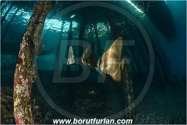 Raja Ampat, Papua, Indonesia, Pier, Wooden pillar, Platax sp., Platax, Ephippidae, Batfish, Fish, Juvenile