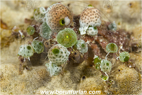 Raja Ampat, Papua, Indonesia, Didemnum molle, Didemnum, Didemnidae, Tunicata, Tunicate, Colonial tunicate, Colonial sea squirt, Green Barrel Sea Squirt