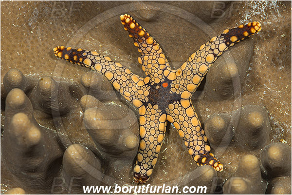Raja Ampat, Papua, Indonesia, Fromia monilis, Fromia, Goniasteridae, Mesh Starfish, Starfish, Asteroidea, Echinodermata, Echinoderm
