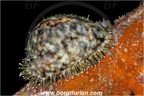 Raja Ampat, Papua, Indonesia, Cypraea tigris, Cypraea, Cypraeidae, Tiger Cowry, Cowry, Sea snail, Gastropoda, Mollusca, Mollusc