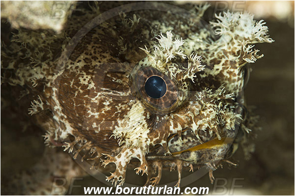 Raja Ampat, Papua, Indonesia, Halophryne ocellatus, Halophryne, Batrachoididae, Ocellate frogfish, Ocellate toadfish, Toadfish, Fish, Portrait