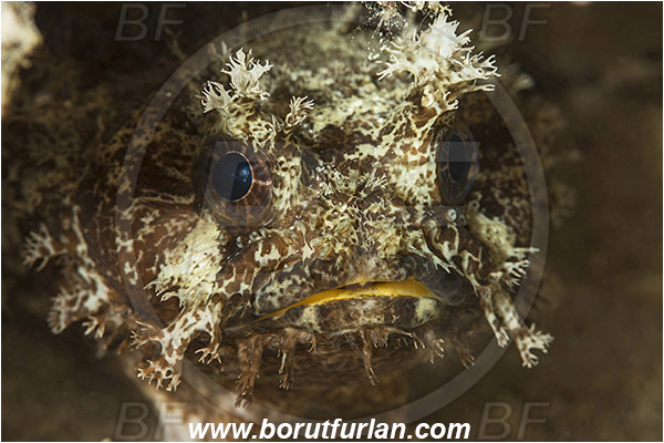 Raja Ampat, Papua, Indonesia, Halophryne ocellatus, Halophryne, Batrachoididae, Ocellate frogfish, Ocellate toadfish, Toadfish, Fish, Portrait