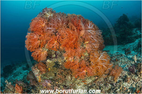 Raja Ampat, Papua, Indonesia, Dendronephthya sp., Dendronephthya, Nephtheidae, Soft coral, Coral, Anthozoa, Cnidaria, Cnidarian, Reef
