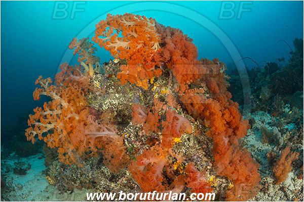 Raja Ampat, Papua, Indonesia, Dendronephthya sp., Dendronephthya, Nephtheidae, Soft coral, Coral, Anthozoa, Cnidaria, Cnidarian, Reef
