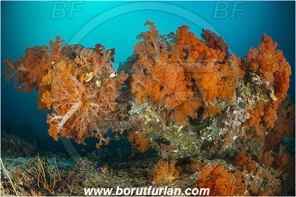 Raja Ampat, Papua, Indonesia, Dendronephthya sp., Dendronephthya, Nephtheidae, Soft coral, Coral, Anthozoa, Cnidaria, Cnidarian, Reef