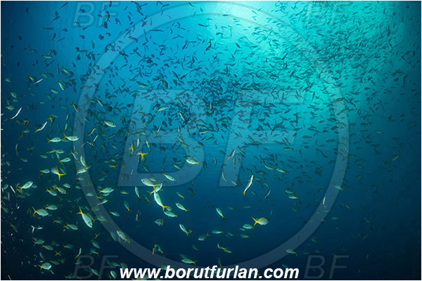 Raja Ampat, Papua, Indonesia, Caesio cuning, Caesio, Caesionidae, Redbelly yellowtail fusilier, Fusilier, Fish, Fish school