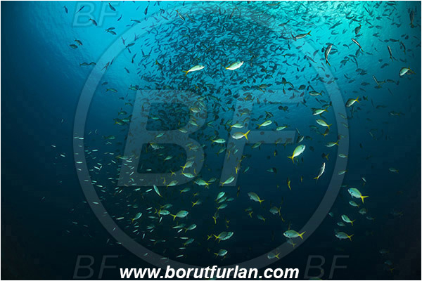 Raja Ampat, Papua, Indonesia, Caesio cuning, Caesio, Caesionidae, Redbelly yellowtail fusilier, Fusilier, Fish, Fish school