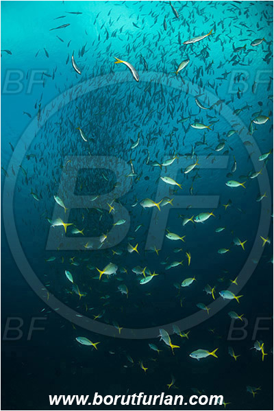 Raja Ampat, Papua, Indonesia, Caesio cuning, Caesio, Caesionidae, Redbelly yellowtail fusilier, Fusilier, Fish, Fish school