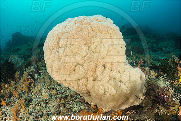 Raja Ampat, Papua, Indonesia, Dendronephthya sp., Dendronephthya, Nephtheidae, Soft coral, Coral, Anthozoa, Cnidaria, Cnidarian, Reef