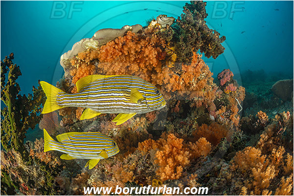 Raja Ampat, Papua, Indonesia, Plectorhinchus polytaenia, Plectorhinchus, Haemulidae, Ribboned sweetlips, Yellow-ribbon sweetlips, Sweetlips, Fish, Reef