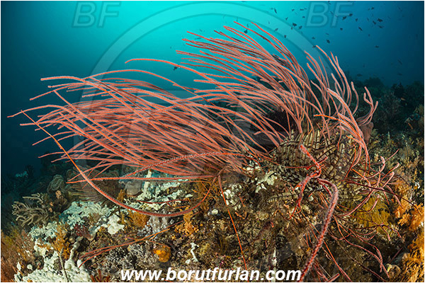Raja Ampat, Papua, Indonesia, Ellisella sp., Ellisella, Ellisellidae, Anthozoa, Cnidaria, Cnidarian, Sea whip, Whip coral, Coral, Reef
