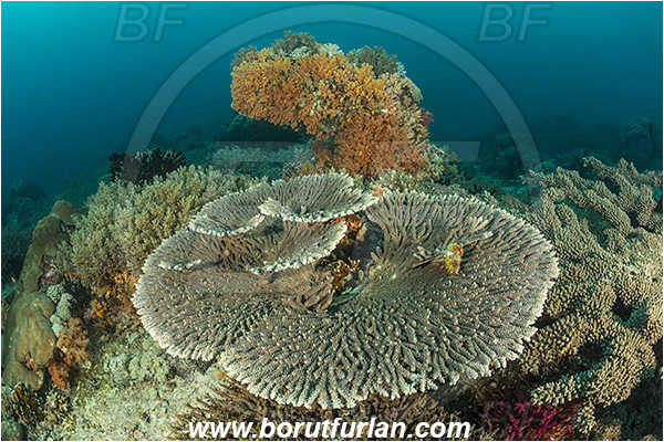 Raja Ampat, Papua, Indonesia, Acropora hyacinthus, Acropora, Acroporidae, Table Coral, Coral, Anthozoa, Cnidaria, Cnidarian, Reef