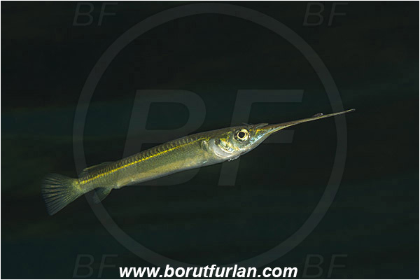 Raja Ampat, Papua, Indonesia, Zenarchopterus rasori, Zenarchopterus, Zenarchopteridae, Short river garfish, Garfish, Fish