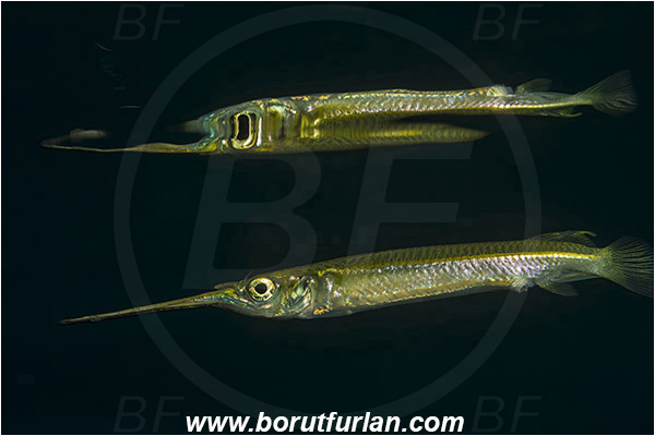 Raja Ampat, Papua, Indonesia, Zenarchopterus rasori, Zenarchopterus, Zenarchopteridae, Short river garfish, Garfish, Fish, Reflection