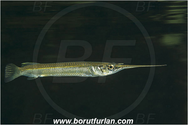 Raja Ampat, Papua, Indonesia, Zenarchopterus rasori, Zenarchopterus, Zenarchopteridae, Short river garfish, Garfish, Fish