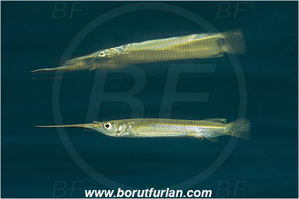 Raja Ampat, Papua, Indonesia, Zenarchopterus rasori, Zenarchopterus, Zenarchopteridae, Short river garfish, Garfish, Fish, Reflection