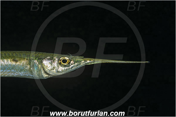 Raja Ampat, Papua, Indonesia, Zenarchopterus rasori, Zenarchopterus, Zenarchopteridae, Short river garfish, Garfish, Fish, Portrait